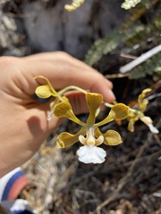 Encyclia huertae