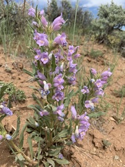 Penstemon eriantherus
