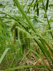 Carex pseudocyperus