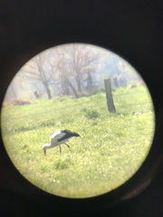 Ciconia ciconia