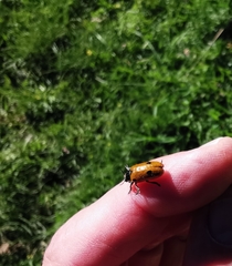 Clytra quadripunctata