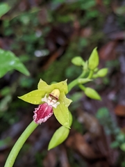 Calanthe tricarinata