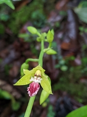 Calanthe tricarinata