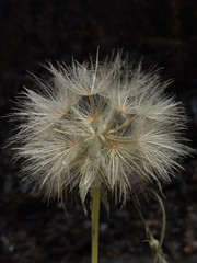 Scorzonera parviflora