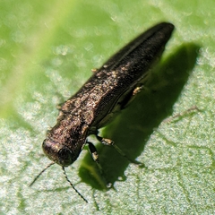 Agrilus cuprescens
