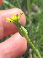 Scorzonera parviflora