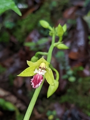 Calanthe tricarinata
