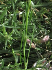 Scorzonera parviflora