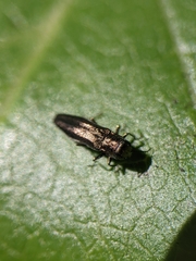 Agrilus cuprescens