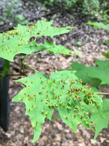 Maple Spindle Gall Mite