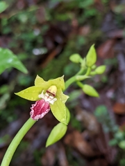 Calanthe tricarinata