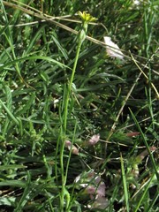 Scorzonera parviflora