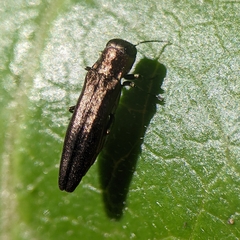 Agrilus cuprescens