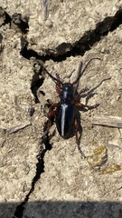 Dorcadion cinerarium