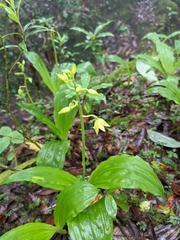 Calanthe tricarinata