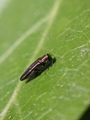 Agrilus cuprescens