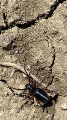 Dorcadion cinerarium