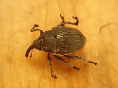 Glocianus