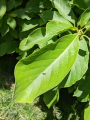 Agrilus cuprescens