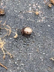 Enoplognatha marmorata