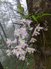 Dendrobium amoenum