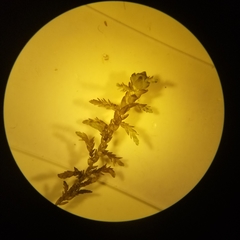 Sphagnum pylaesii