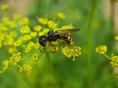 Ectemnius cephalotes