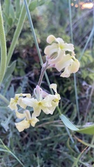 Matthiola odoratissima