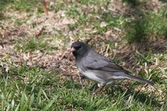Junco hyemalis