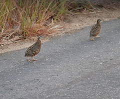 Coturnix delegorguei