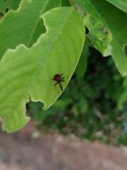 Paracycnotrachelus