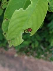 Paracycnotrachelus