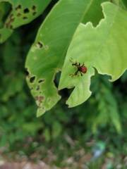 Paracycnotrachelus