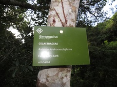 Robsonodendron eucleiforme