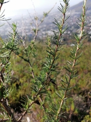 Aspalathus macrantha