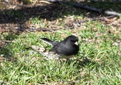 Junco hyemalis