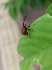 Paracycnotrachelus