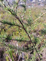 Aspalathus macrantha