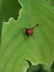 Paracycnotrachelus