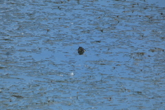 Chrysemys picta marginata