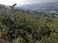 Aspalathus macrantha