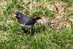 Junco hyemalis