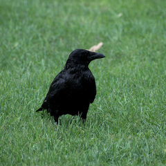 Corvus corone