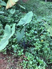 Xanthosoma violaceum