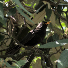 Turdus merula