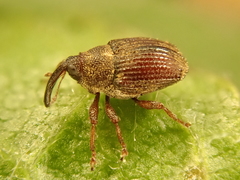 Trichosirocalus