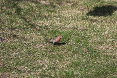 Haemorhous mexicanus