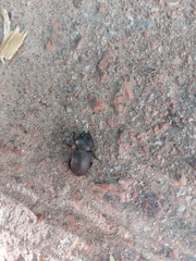 Dorcus parallelipipedus