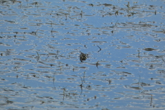 Chrysemys picta marginata