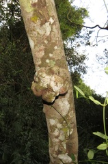 Robsonodendron eucleiforme